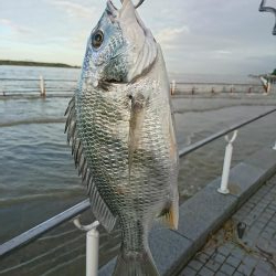 アジングでキビレ